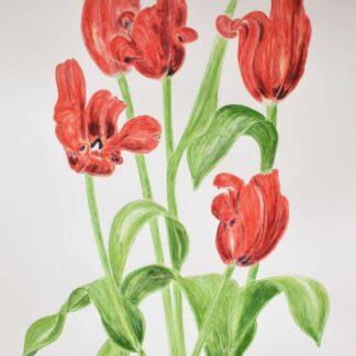 Red Tulips-Floral Watercolour Painting