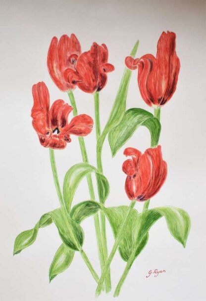 Red Tulips-Floral Watercolour Painting