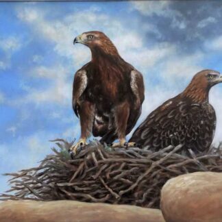 Golden Eagles on nest