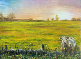 An original oil landscape painting. A Charolais stares inquisitively over the wall as the sun sets across the field which she calls her own.
