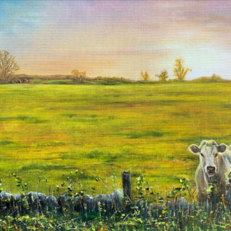 An original oil landscape painting. A Charolais stares inquisitively over the wall as the sun sets across the field which she calls her own.