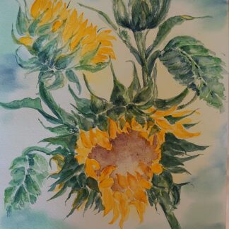 This watercolour painting of sunflowers radiates warmth and vibrancy, capturing the natural beauty of these iconic blooms. The delicate brushstrokes highlight the golden yellow petals, which fan out from the dark, textured centers, creating a striking contrast. The artist's use of watercolour techniques allows for a soft blending of colors, giving the flowers a gentle, almost translucent appearance. The green leaves and stems are rendered with varying shades of green, adding depth and realism to the composition. This piece exudes a sense of joy and light, making it a perfect celebration of nature's beauty.