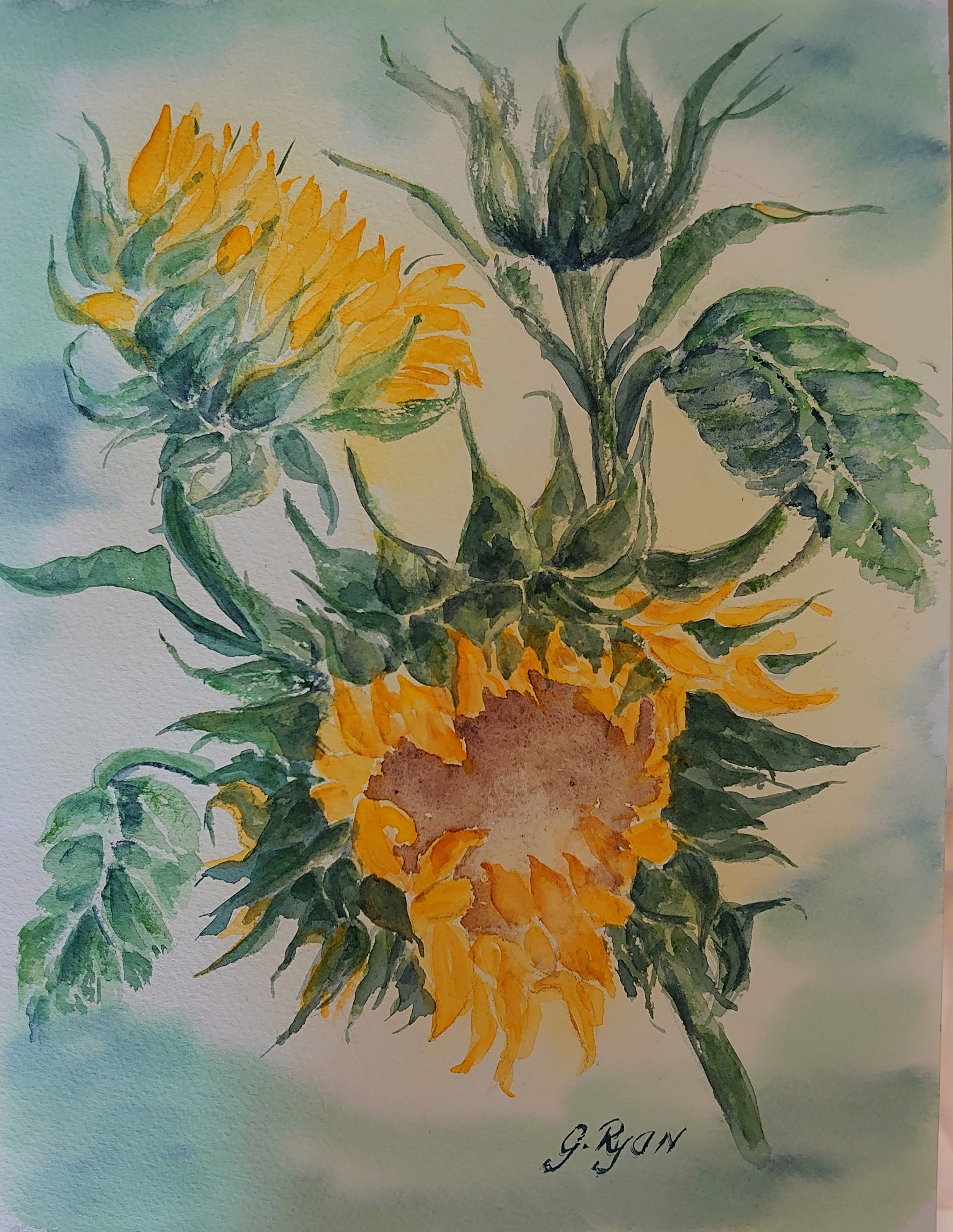 This watercolour painting of sunflowers radiates warmth and vibrancy, capturing the natural beauty of these iconic blooms. The delicate brushstrokes highlight the golden yellow petals, which fan out from the dark, textured centers, creating a striking contrast. The artist's use of watercolour techniques allows for a soft blending of colors, giving the flowers a gentle, almost translucent appearance. The green leaves and stems are rendered with varying shades of green, adding depth and realism to the composition. This piece exudes a sense of joy and light, making it a perfect celebration of nature's beauty.