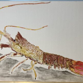 spiny lobsters painting