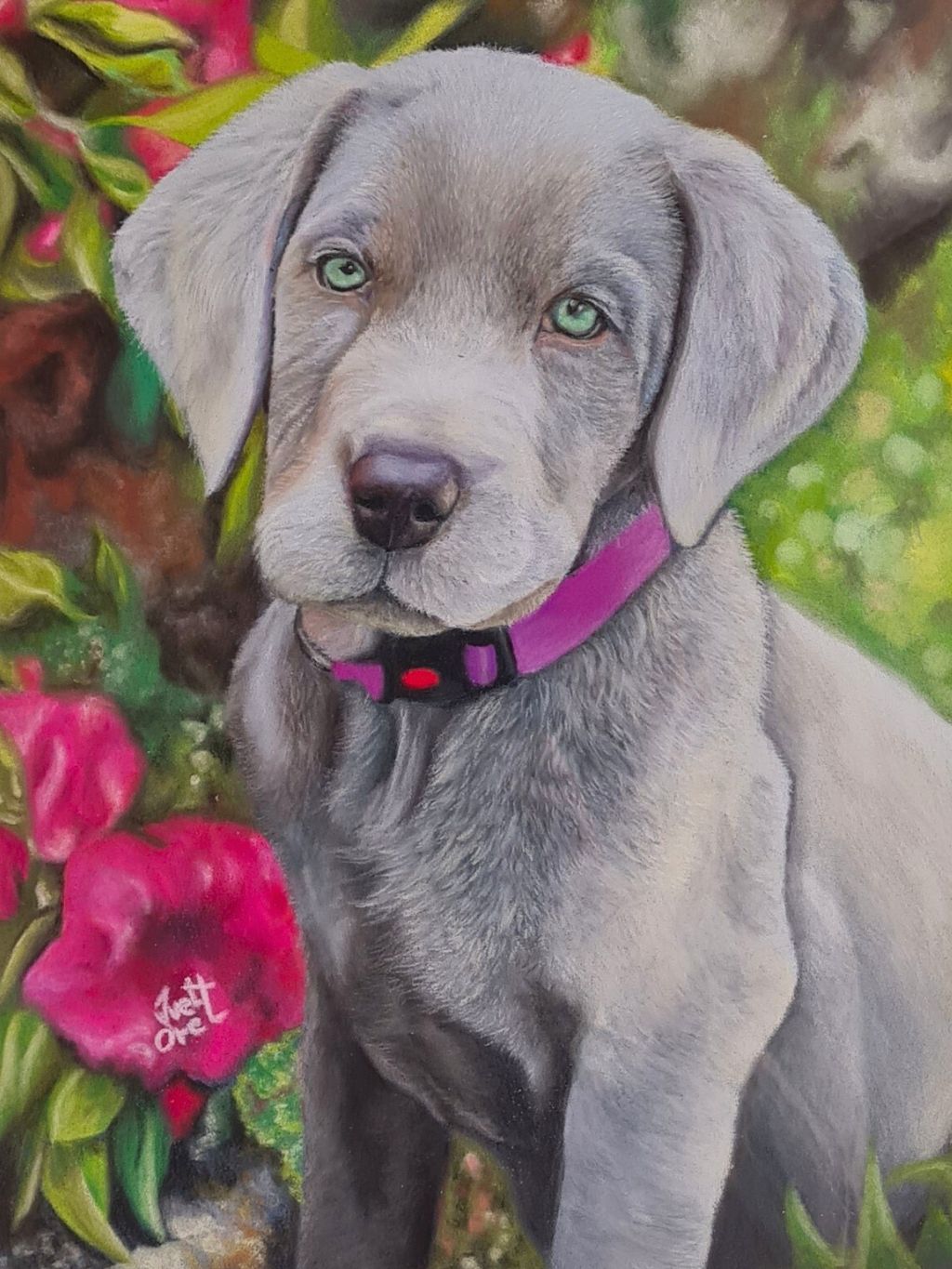 Weimaraner Colors Weimaraner Coat Type Silver Shadow